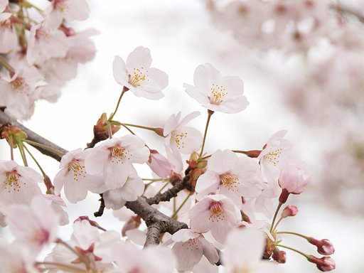 【桜】 新郎新婦