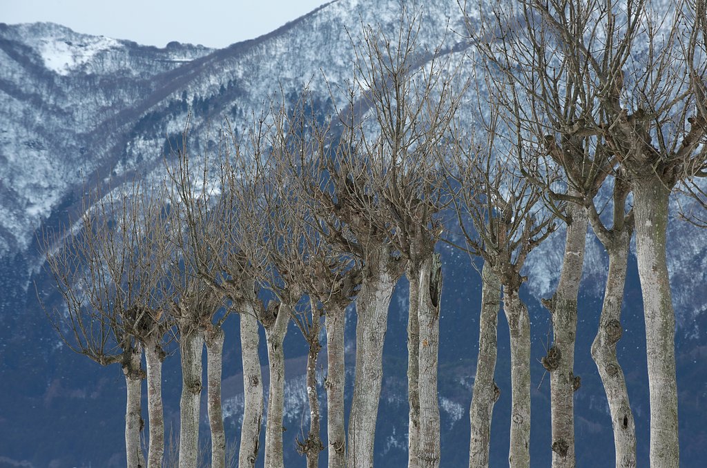 はさ木のある風景