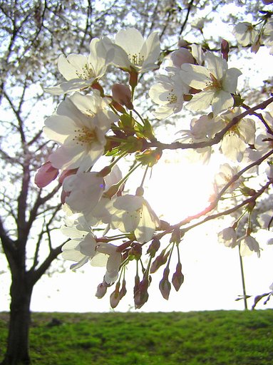 大阪の桜