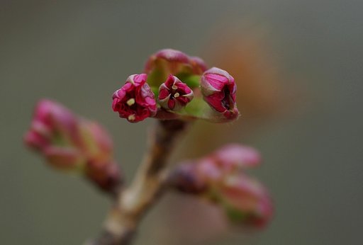 【桜】　ET！？