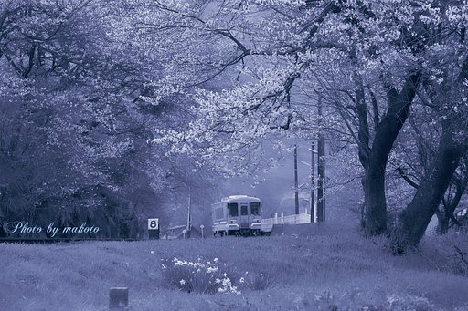 ブルートーンの桜