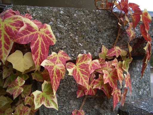 今時の紅葉（二）