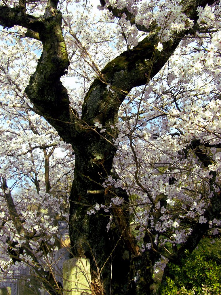 古木桜