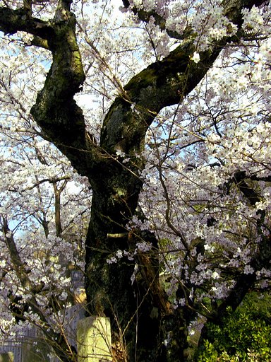 古木桜