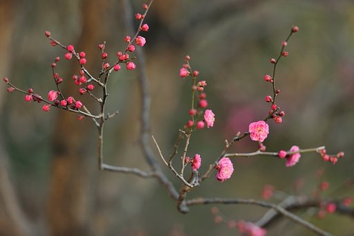 東京の花　赤ピンク