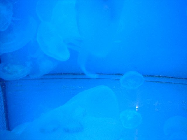 クラゲ