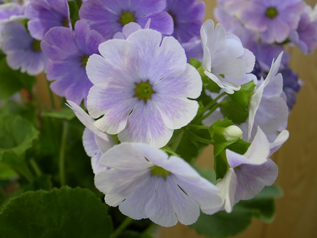 室内の花