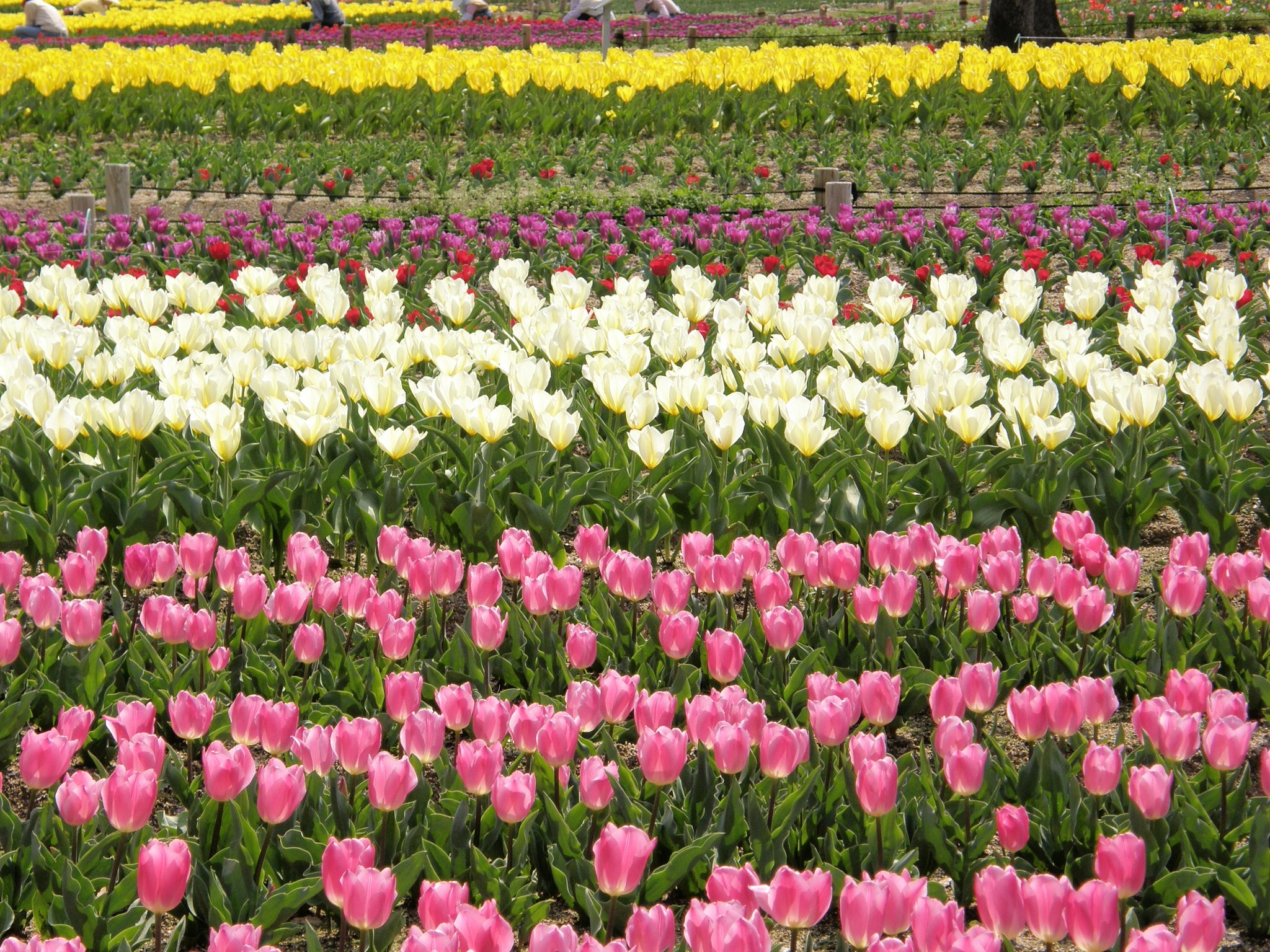 万博公園のチューリップ