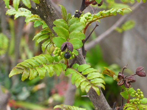 山椒の新芽
