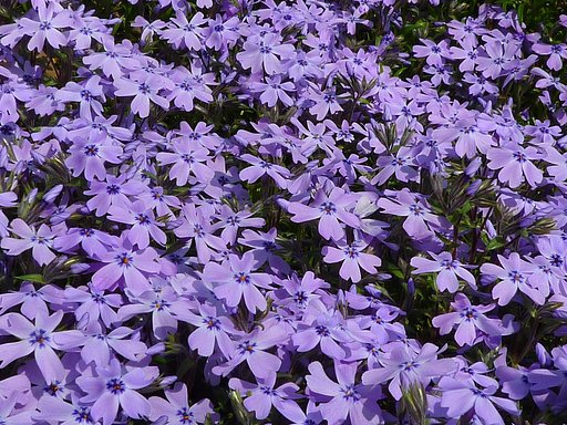 芝【桜】その2