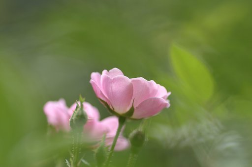 小春日和