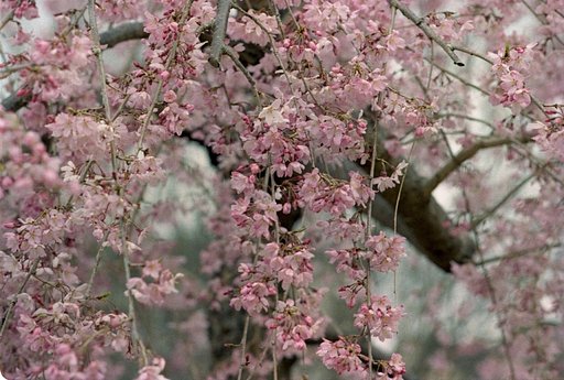 一番身近な桜