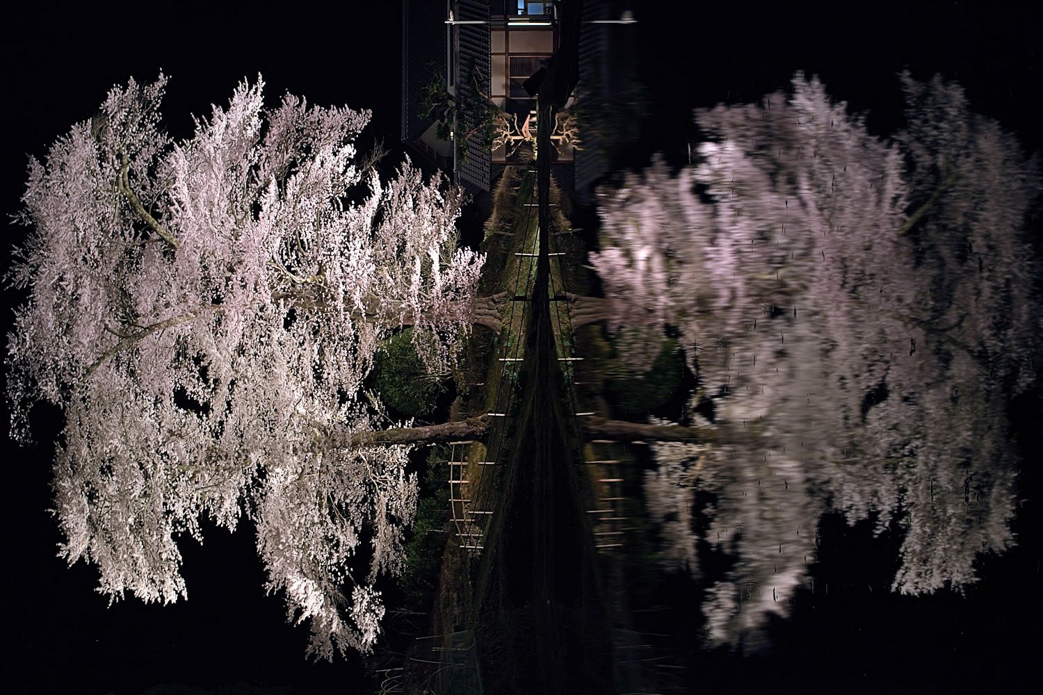 【桜】苗代桜 2010