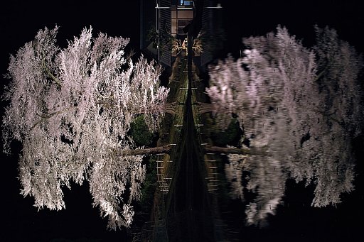 【桜】苗代桜 2010