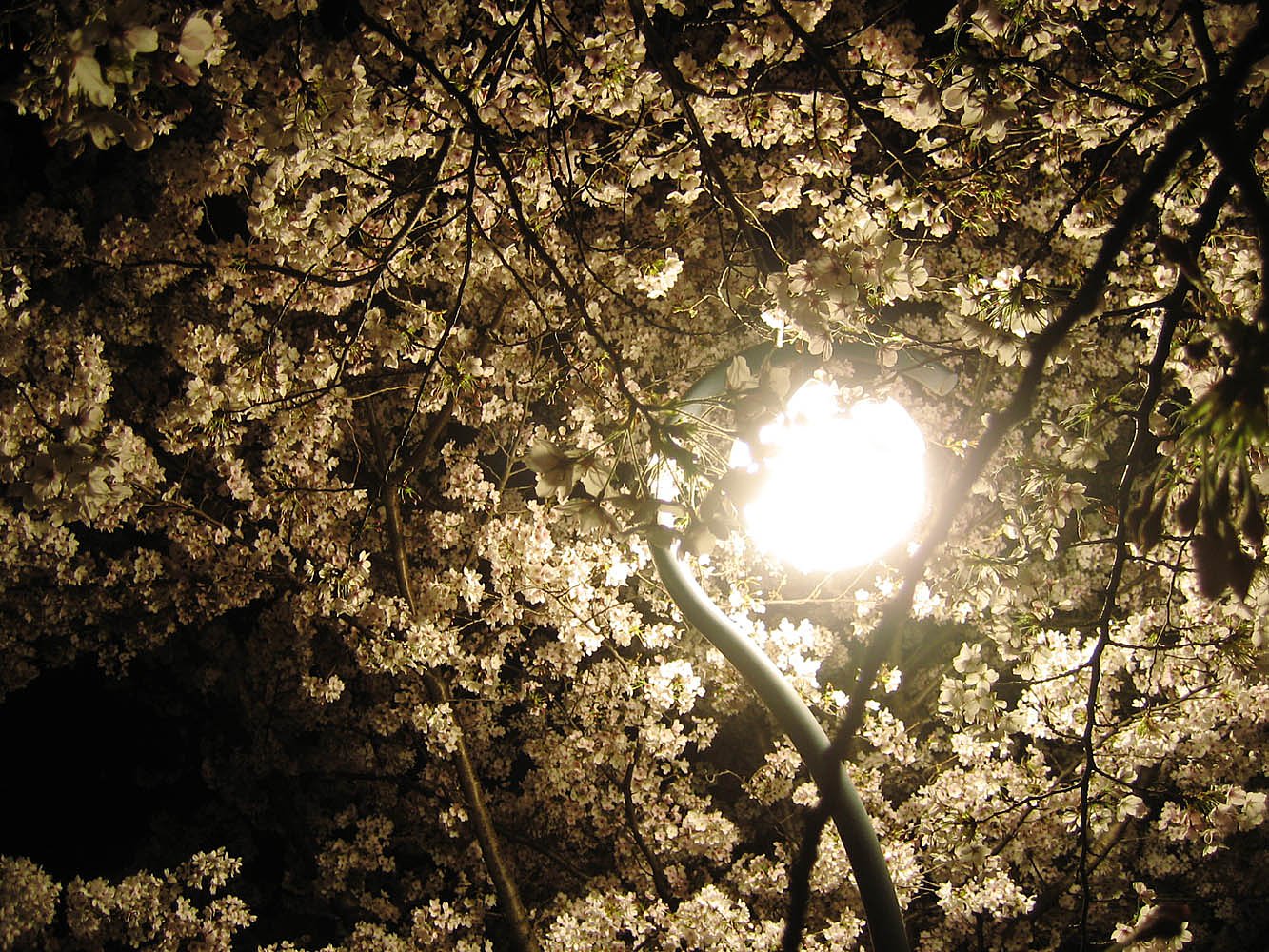 桜花の集い