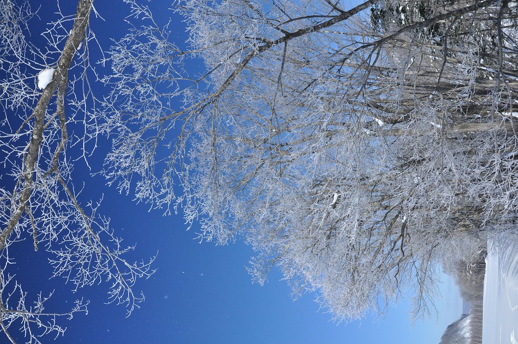 雪桜