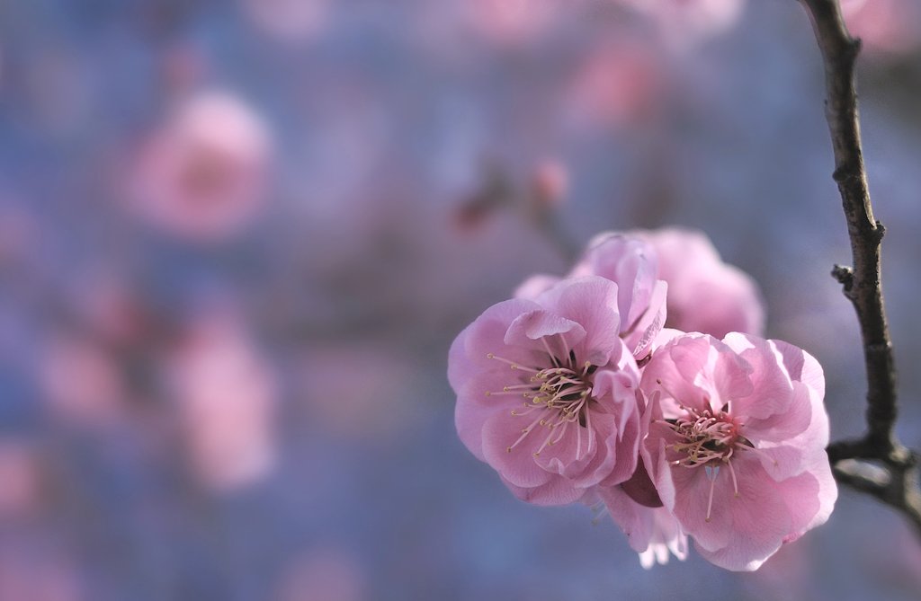 梅