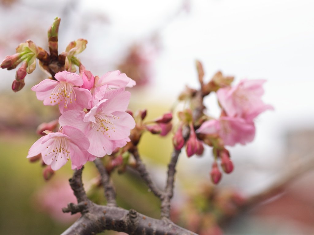 河津桜