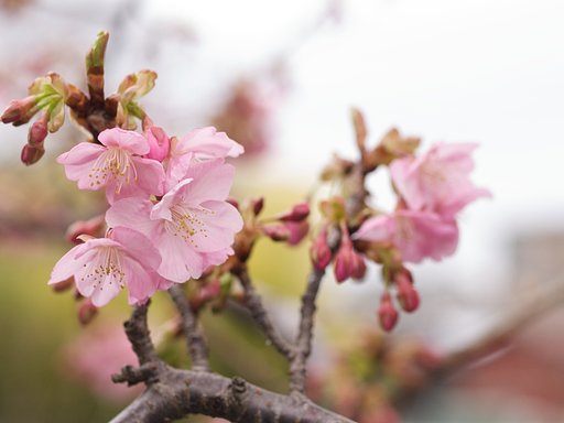 河津桜