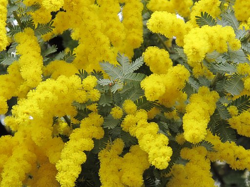 アカシアの花