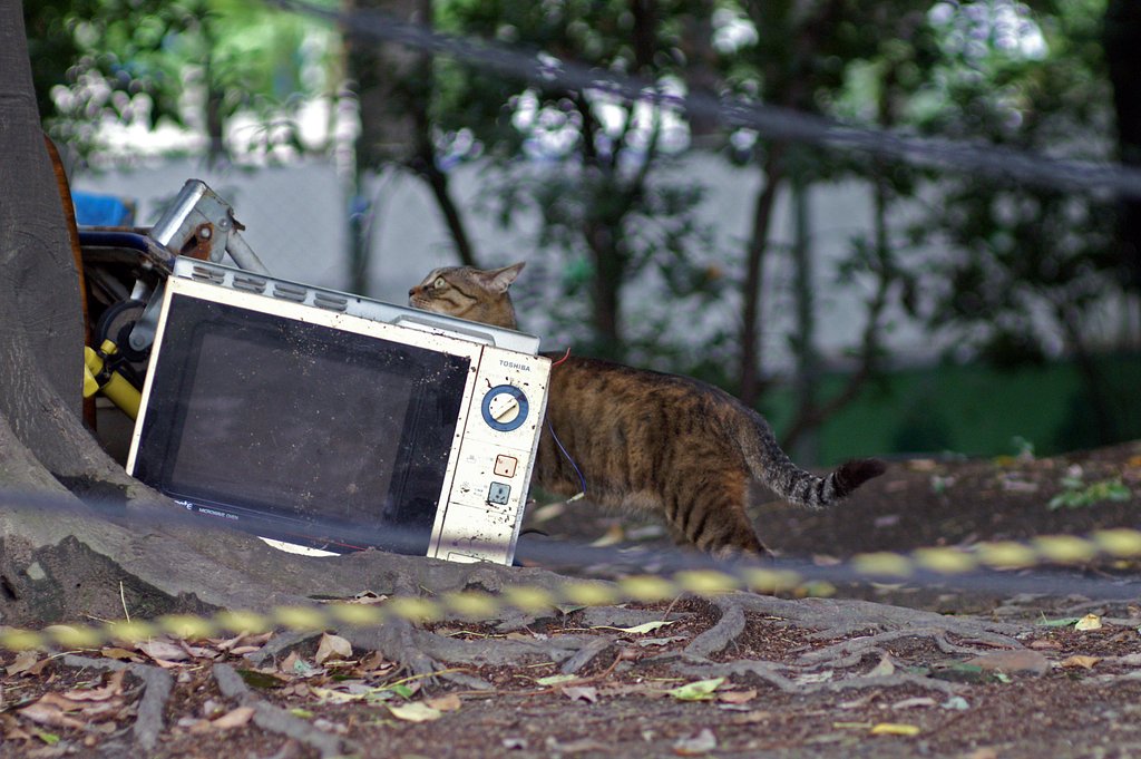 漂泊する猫
