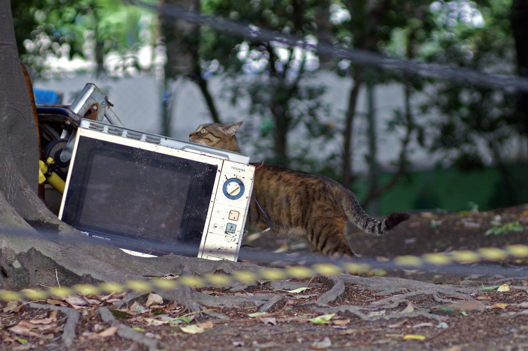 漂泊する猫