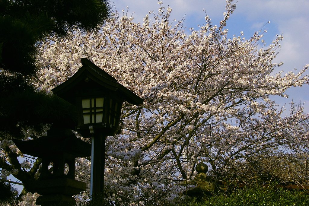神社のサクラ