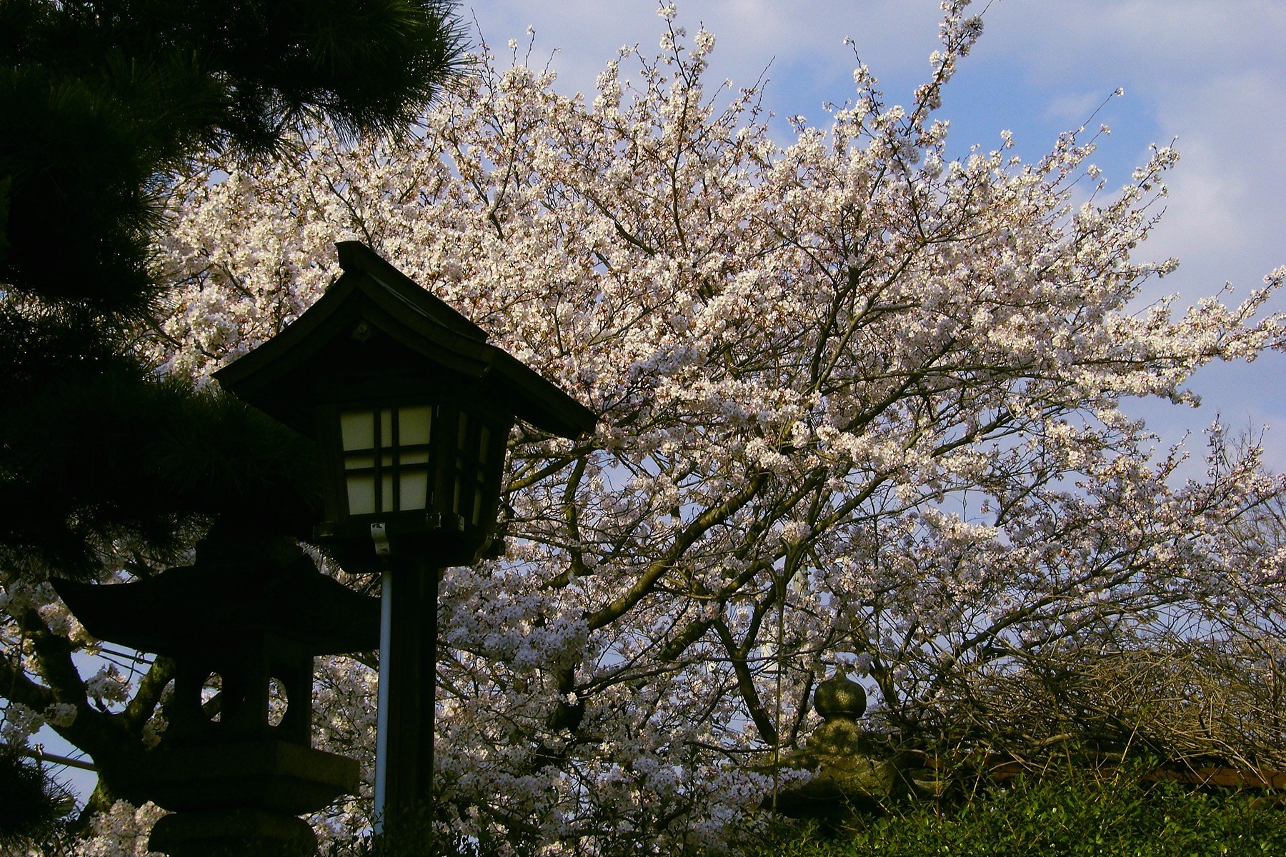 神社のサクラ