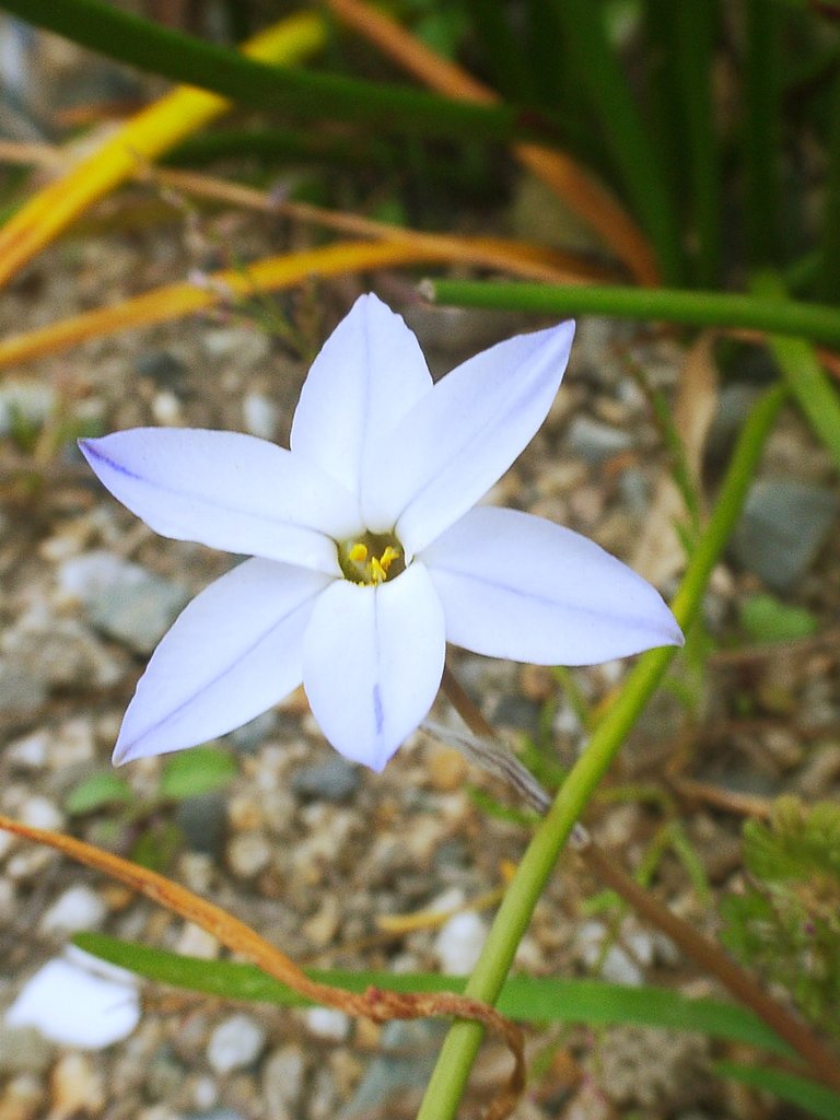 野生化