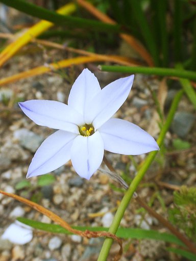 野生化
