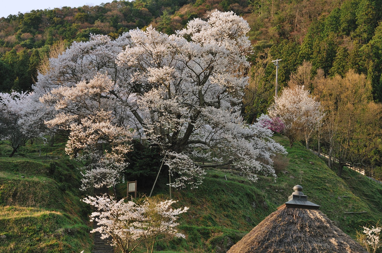 佛隆寺千年桜