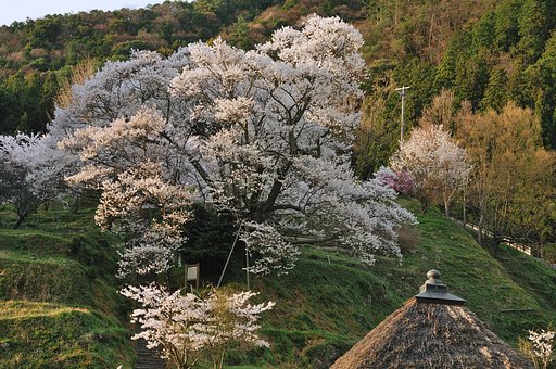 佛隆寺千年桜