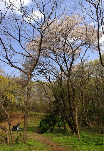 【桜】 二人だけの花見