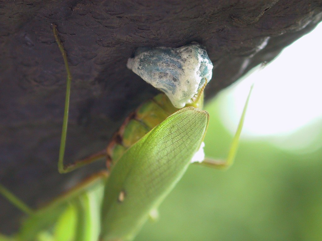 ハラビロカマキリの産卵。