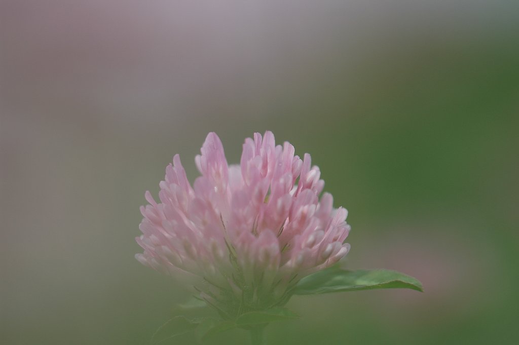 赤つめ草