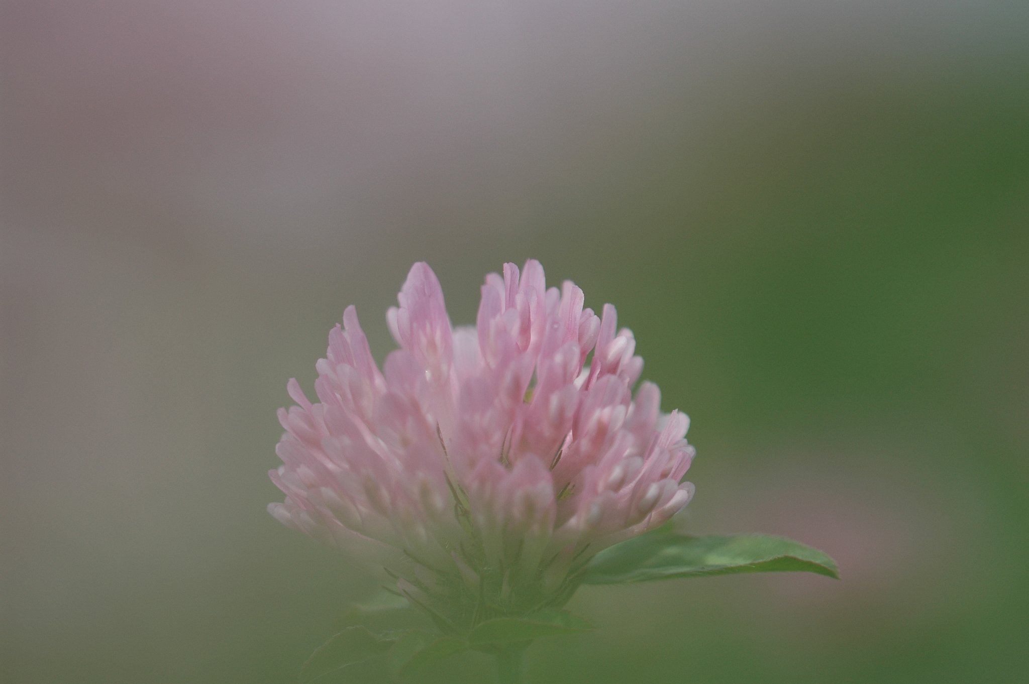 赤つめ草
