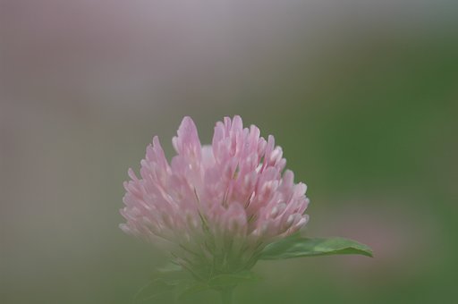 赤つめ草