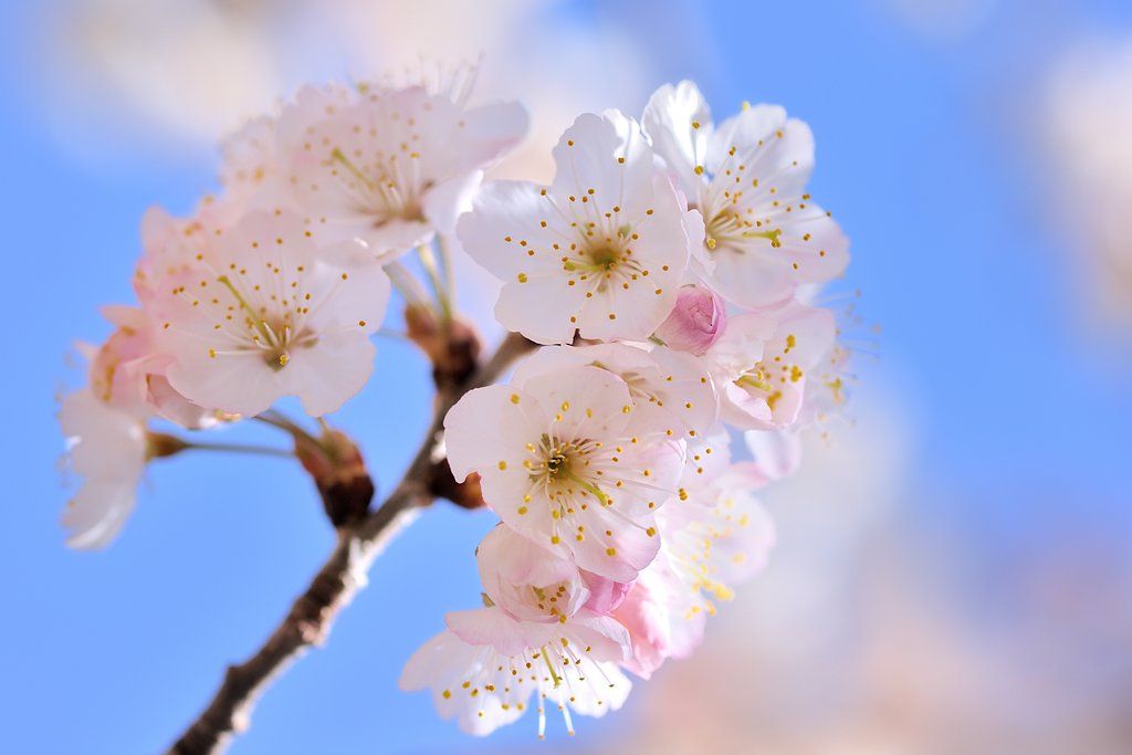 淡い色の桜