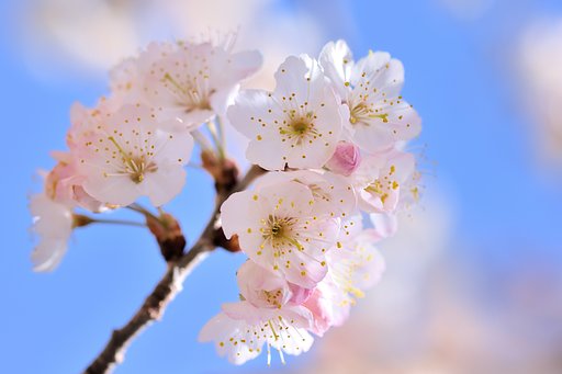 淡い色の桜
