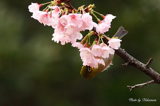 桜にメジロ②