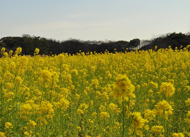 都心の菜の花畑