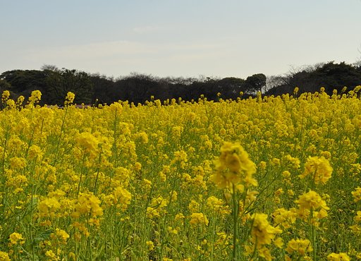都心の菜の花畑