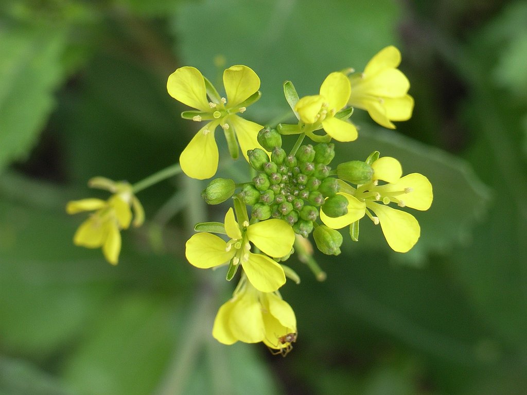 黄色の花