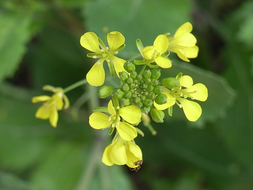 黄色の花