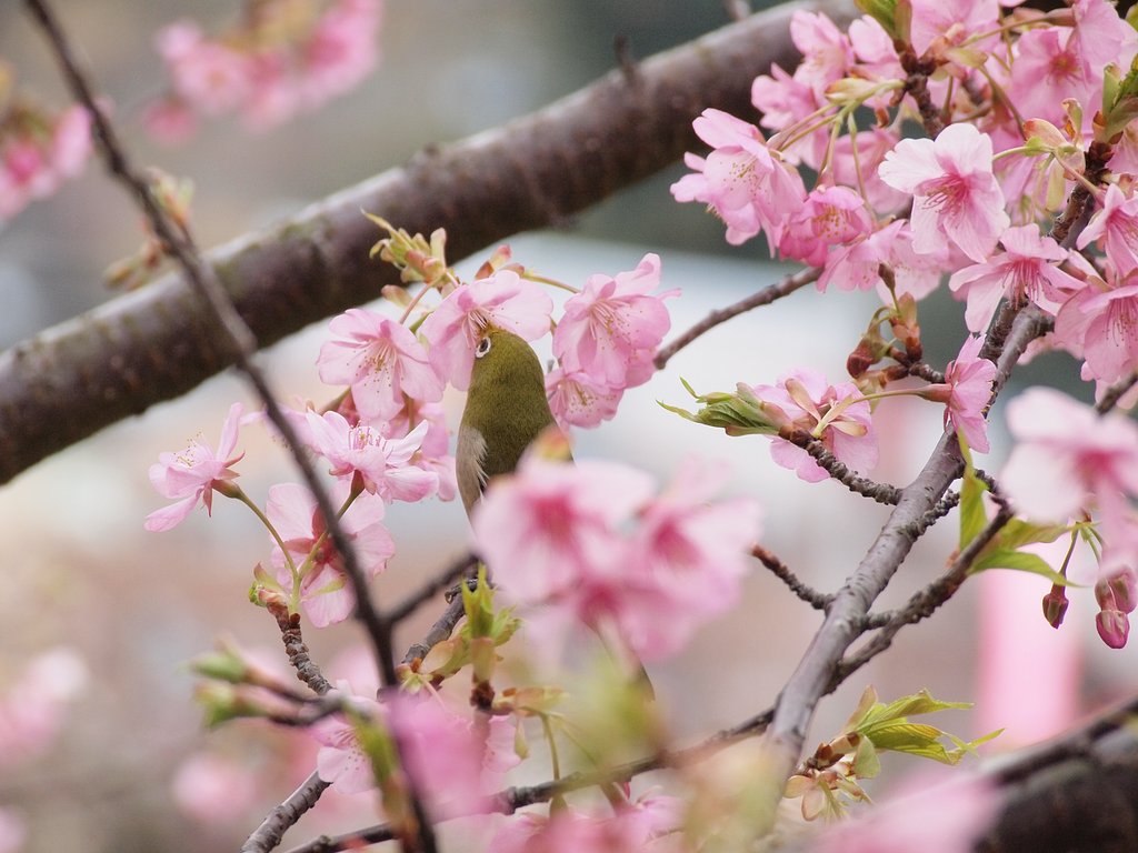 河津桜とメジロ