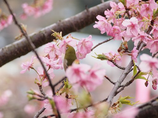 河津桜とメジロ