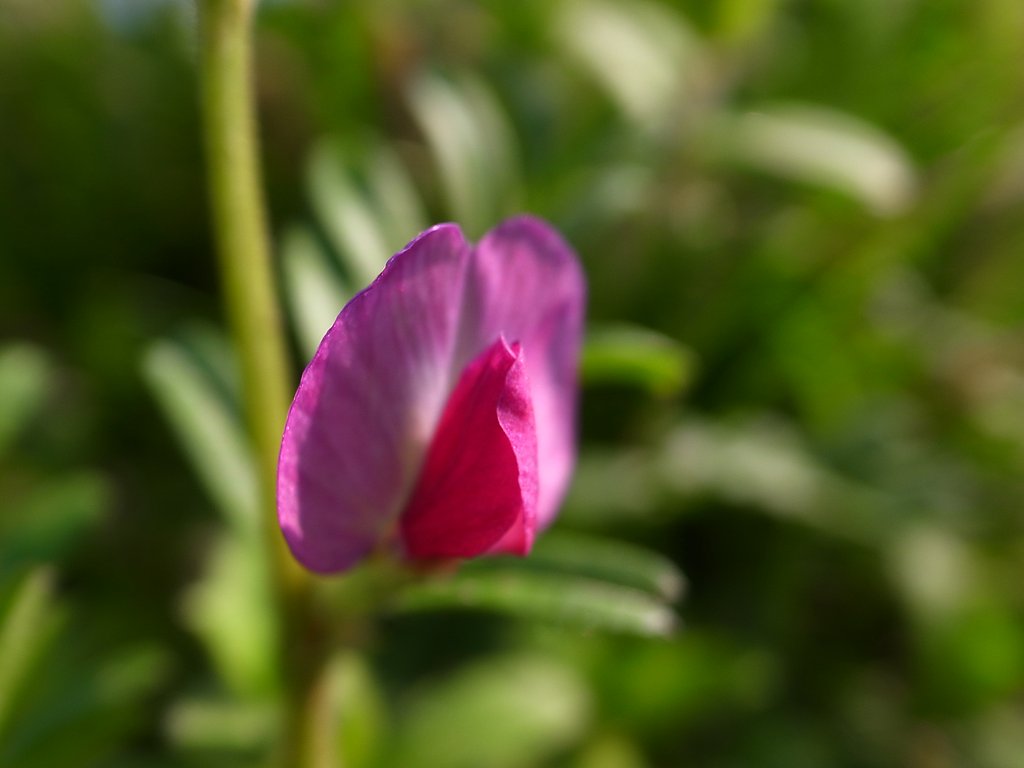 道端の花