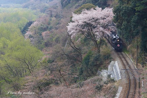 山桜と