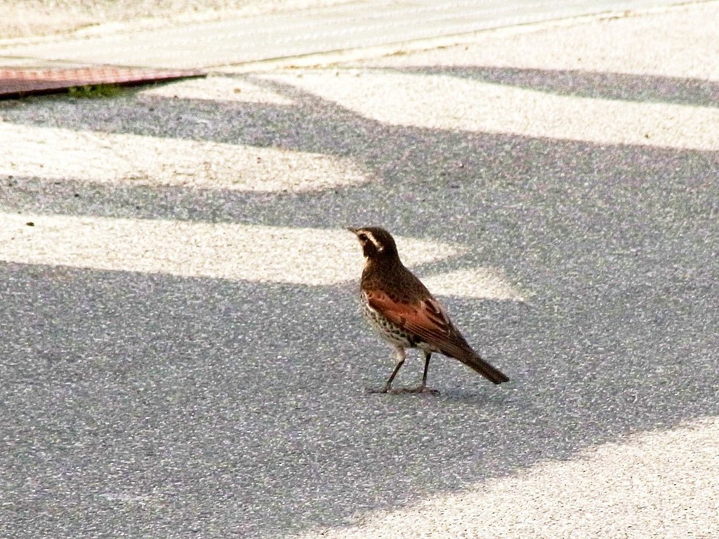 ツグミかな？