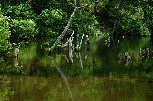 【緑】立ち枯れの湖水